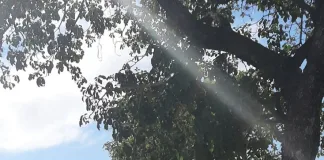 CIUDAD: Se están realizando limpieza en Bvard Irigoyen y Constituyentes