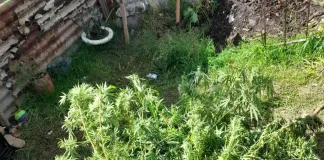 LA POLICIA INTERVINO POR UN HECHO DE VIOLENCIA Y DERIVO EN EL SECUESTRO DE PLANTAS DE MARIHUANA
