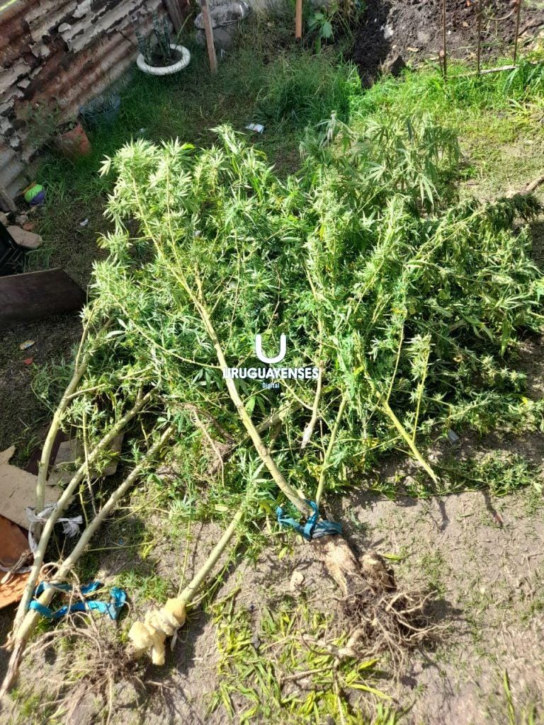 LA POLICIA INTERVINO POR UN HECHO DE VIOLENCIA Y DERIVO EN EL SECUESTRO  DE PLANTAS DE MARIHUANA