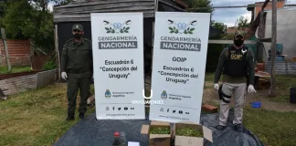 Personal del Escuadrón 6 de Gendarmería Nacional, en allanamiento detecto un importante cultivo de plantas de Marihuana en ciudad