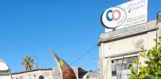 Extraña ave sorprendió a los ciudadanos en Gualeguaychú