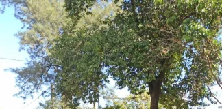 COLÓN: Detuvieron a dos personas por el robo de 20mil pesos a un kiosco