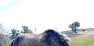 Otro caballo suelto retirado de la calle en nuestra Ciudad