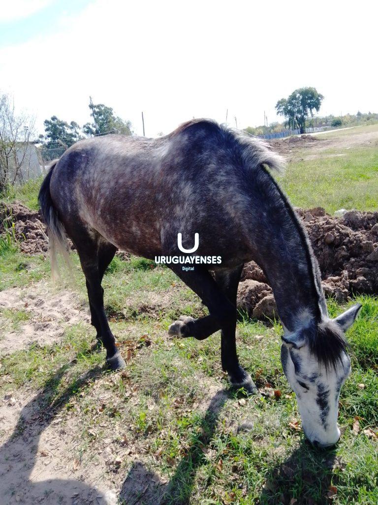 <em>Otro caballo suelto retirado de la calle en nuestra Ciudad</em>