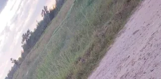 Otro caballo rescatado de la calle con signos de maltrato y llevado a Tekove Mymba