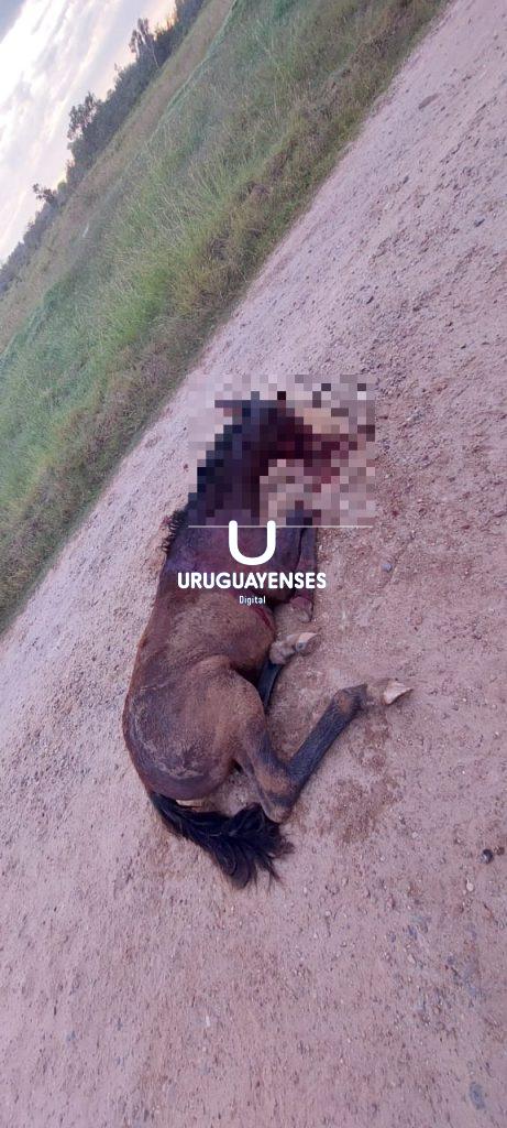 Otro caballo rescatado de la calle con signos de maltrato y llevado a Tekove Mymba