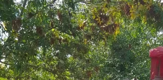 Nuevo caballo rescatado de la calle y llevado a Tekove Mymba