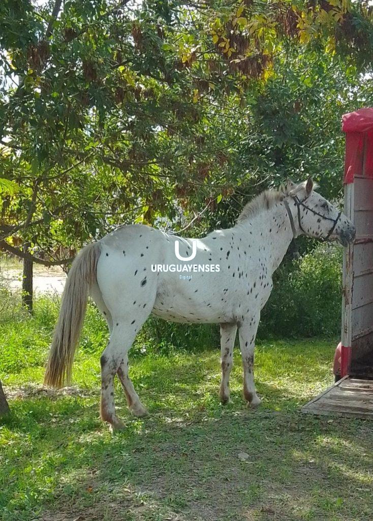 Nuevo caballo rescatado de la calle y llevado a Tekove Mymba