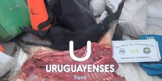 Cazadores furtivos ingresaron a un campo sin autorización y practicaron la caza ilegal