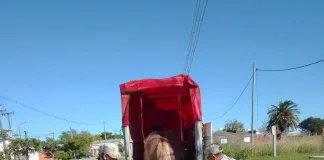 Un nuevo caballo suelto con destino a Tekove Mymba