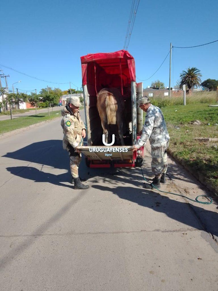 Un nuevo caballo suelto con destino a Tekove Mymba