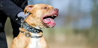 Nuevamente en la mira, una mujer fue atacada por un pitbull