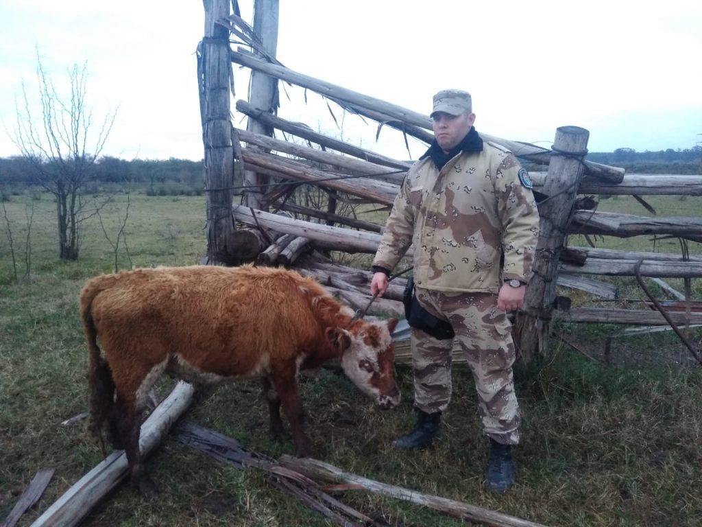 Brigada abigeato Colón, recupera ternero sustraído y detienen al supuesto autor