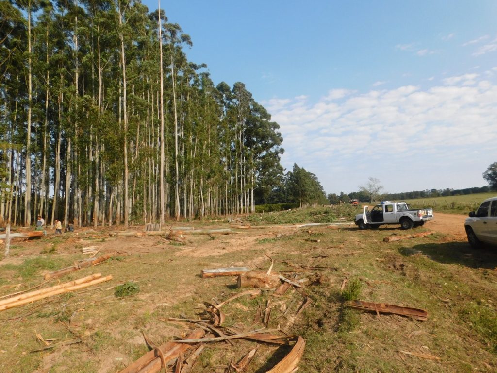 Federación: Accidente laboral. Un hombre murió cuando cortaba un eucalipto