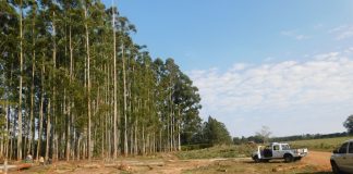 Federación: Accidente laboral. Un hombre murió cuando cortaba un eucalipto