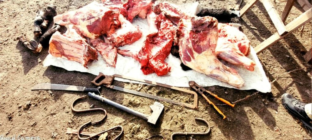 Realizaron un allanamiento por el robo de una moto y se encontraron con animales faenados