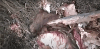 Caza Furtiva en Zona camino a banco Pelay