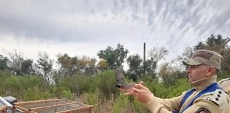 En distintos operativos constatan infracciones y Liberan aves autóctonas