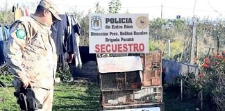 Rescatan aves en cautiverio mediante allanamiento en Crespo