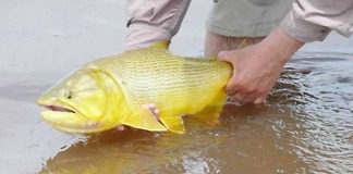 Rige la veda para la pesca de dorados en el Uruguay