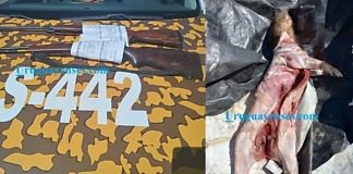 Procedimiento de control, secuestran armas de fuego a cazadores furtivos en Ruta «J»