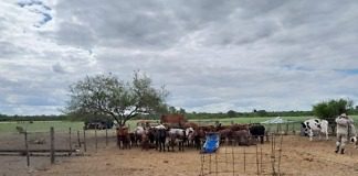 Por una causa judicial, secuestraron en Nogoyá gran cantidad de ganado vacuno