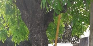 Federación: Joven de 17 años chocó contra un árbol