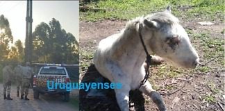 Brigada Abigeato Colón realizó importante allanamiento por maltrato Animal