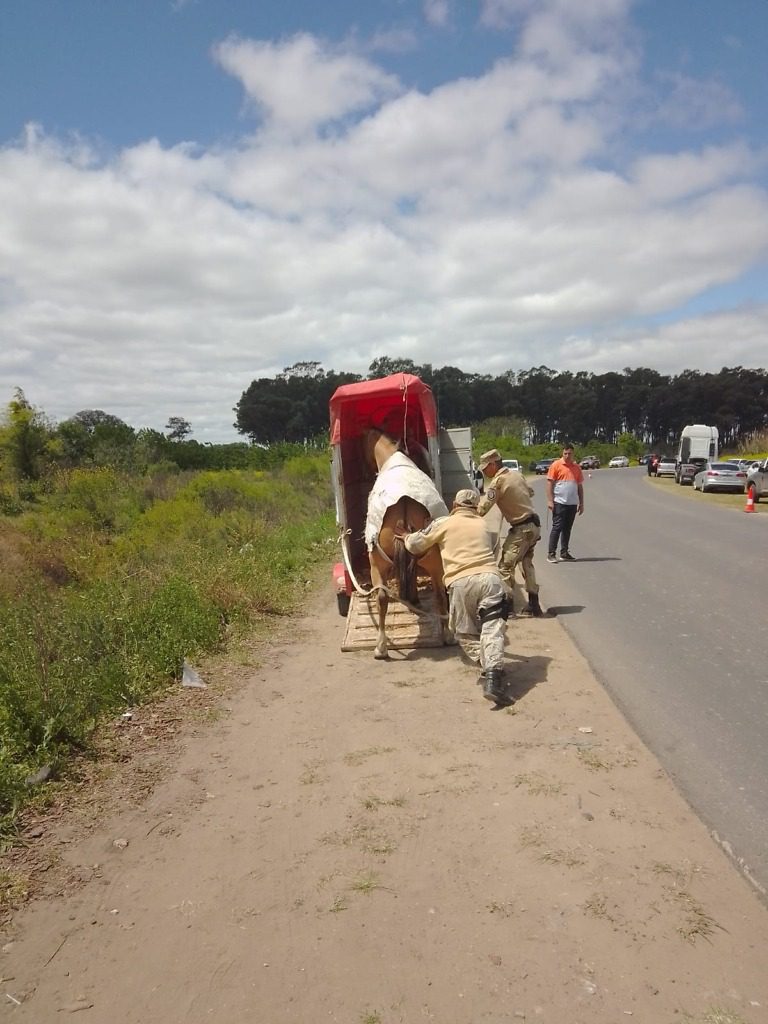 Otro caballo retirado de la calle