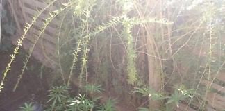 En relación al robo del comedor «GASPARCITO», Secuestraron 49 plantas de marihuana en la tablada