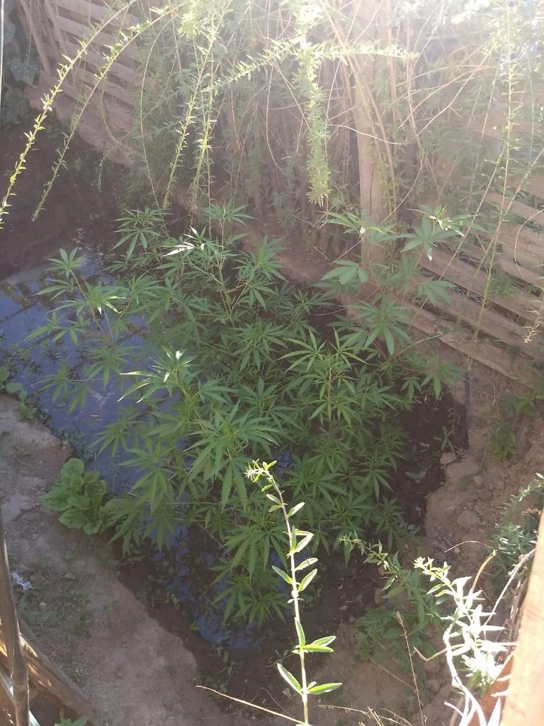 En relación al robo del comedor «GASPARCITO», Secuestraron 49 plantas de marihuana en la tablada