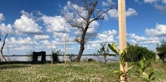 Plantaron más árboles para recuperar el bosque nativo ribereño