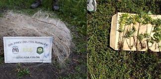 Brigada colón secuestra plantines de cannabis sativa durante un procedimiento por ley de pesca