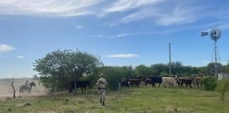 Denunció la faltante de cuatro animales vacunos y la policía los localizo en su campo