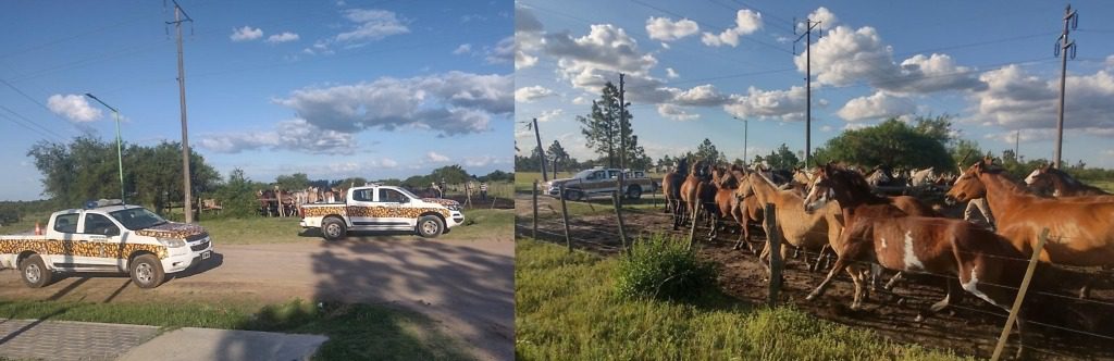 Pueblo Belgrano: 65 equinos retirados de una chacra usurpada