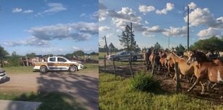Pueblo Belgrano: 65 equinos retirados de una chacra usurpada