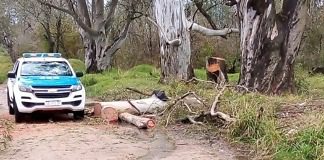 Estaba cortando un eucalipto y se le cae en la cabeza