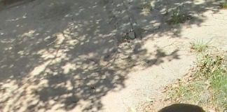 Secuestraron tres perros por maltrato animal