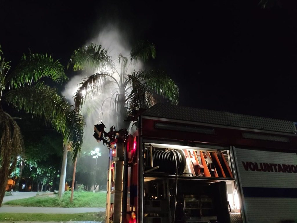 Se incendio una palmera en Diaz Vélez y Mitre