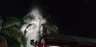 Se incendio una palmera en Diaz Vélez y Mitre