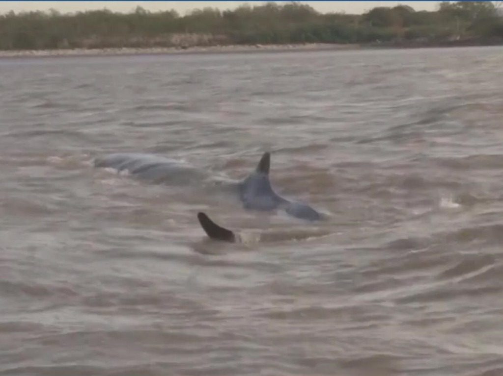 Apareció una ballena en las aguas del Río Paraná