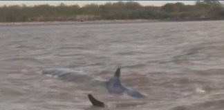 Apareció una ballena en las aguas del Río Paraná