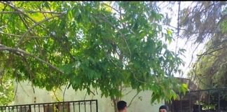 Allanamiento y detención de un masculino por narcomenudeo