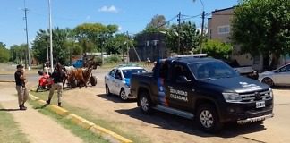 Guardias de seguridad municipal y UDAAPA continúan adelante con los operativos de erradicación del maltrato animal y la tracción a sangre