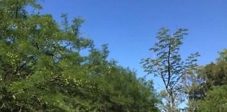 Aves silvestres en libertad