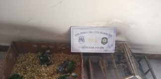 Secuestran aves en cautiverio y entregadas a la Asociación Tekove Mymba