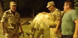 Tras dramática búsqueda; Brigadistas recuperan un equino robado a La Fundación «No más T.A.S. Parana