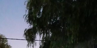 Este domingo se realiza la Feria La Delfina