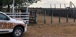 Se robaron un novillo, personal de Brigada Federal logro recuperarlo