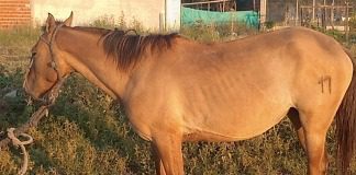 Un nuevo caballo secuestrado en la vía publica